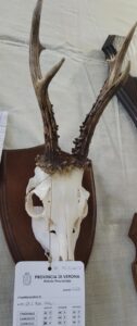 Trofeo capriolo 2